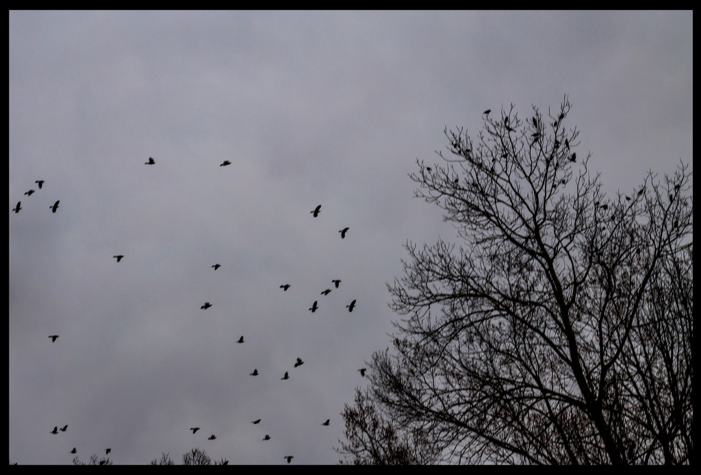 The Birds by hjbenson