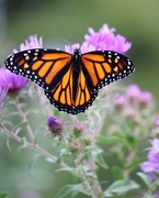 28th Sep 2020 - September 28: Monarch on Asters