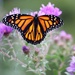 September 28: Monarch on Asters by daisymiller