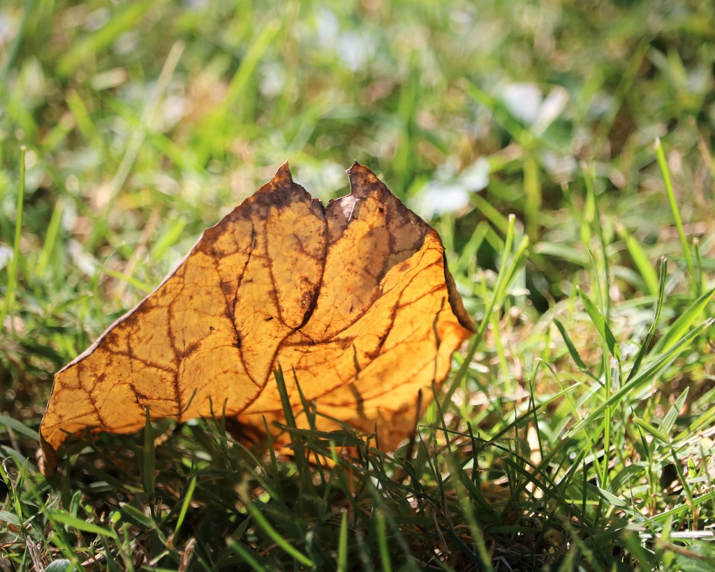 September 30: Autumn Leaf by daisymiller