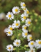 1st Oct 2020 - October 1: Asters