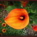 Orange Arum Lily.. by julzmaioro