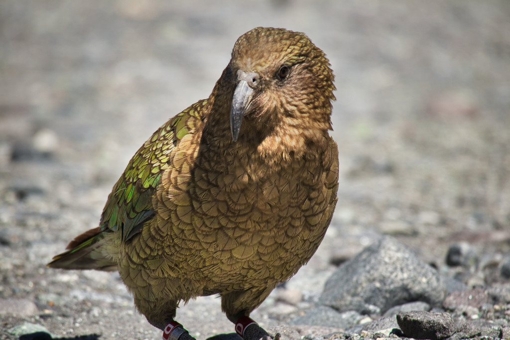 New Zealand native kea by suez1e