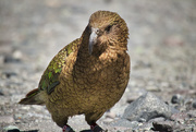 19th Nov 2020 - New Zealand native kea