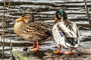 5th Dec 2020 - Mr and Mrs duck 