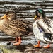 Mr and Mrs duck  by stuart46