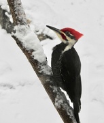 4th Dec 2020 - Pileated Woody