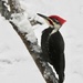 Pileated Woody by sunnygreenwood