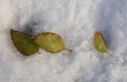 5th Dec 2020 - Three Leaves in the Snow