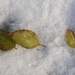 Three Leaves in the Snow by julie