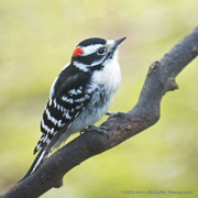 3rd Dec 2020 - Male Downy Woodpecker