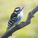 Male Downy Woodpecker by mccarth1