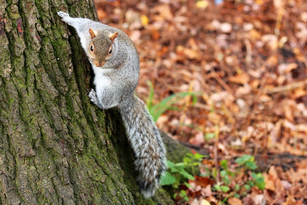 Squirrel up a tree by boxplayer