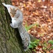 Squirrel up a tree by boxplayer