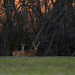 A Buck and Two Doe by kareenking