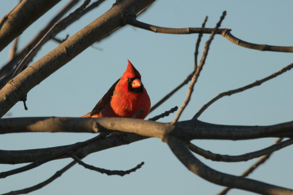 A Cardinal in My Tree by kareenking