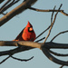 A Cardinal in My Tree by kareenking