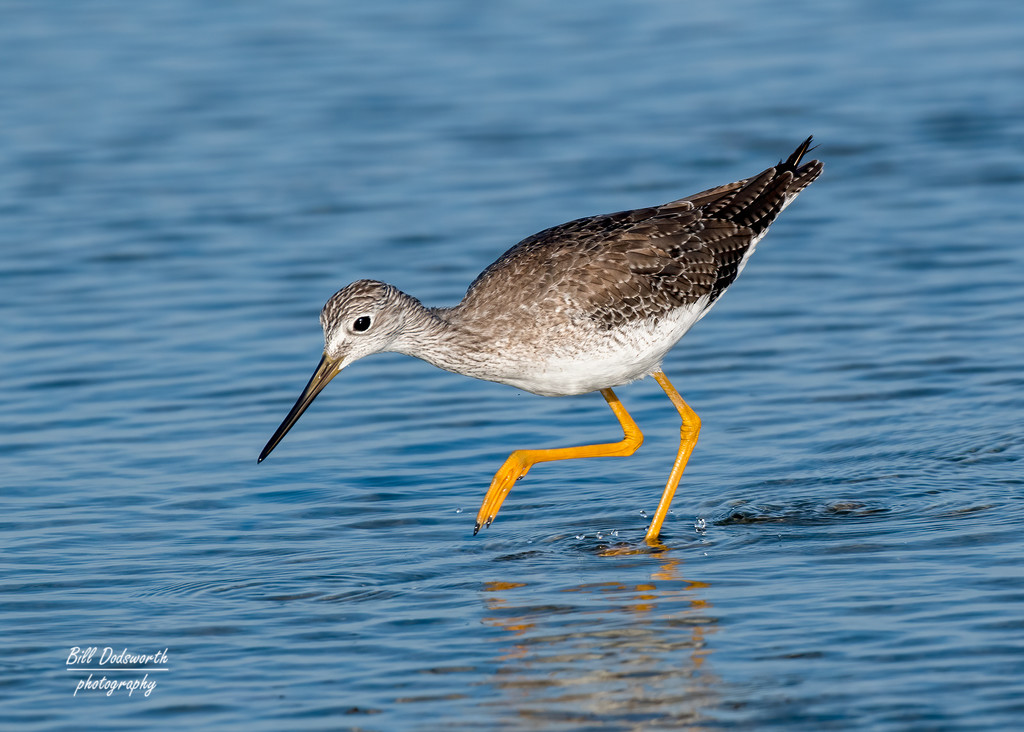 Greater Yellowlegs by photographycrazy