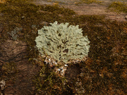 5th Dec 2020 - Common greenshield lichen