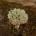 Common greenshield lichen by rminer