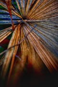 5th Dec 2020 - Dying palm leaf 😢