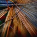 Dying palm leaf 😢 by joemuli