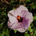  A Very Pretty Hibiscus ~    by happysnaps