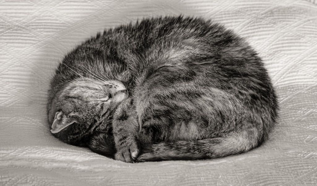 Curled up Cat by vignouse