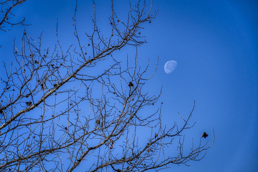 Daytime Moon by k9photo