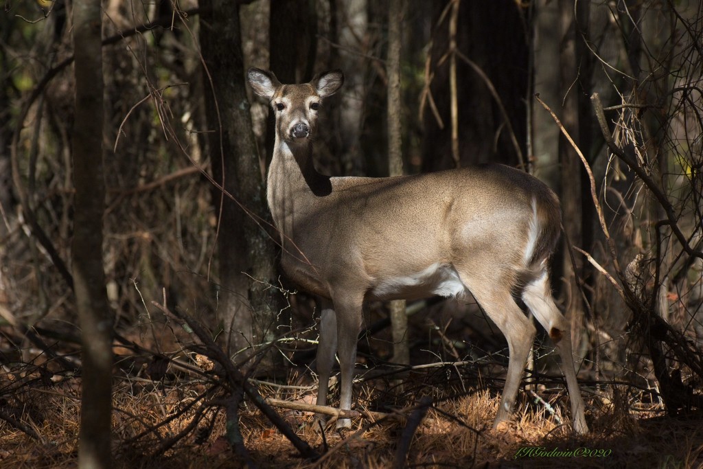 LHG-5882-Doe in the woods Natural Light by rontu