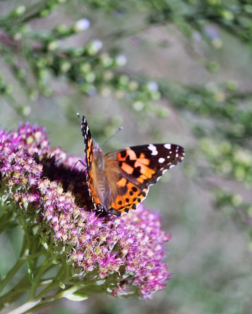 October 2: Butterfly on Sedum by daisymiller