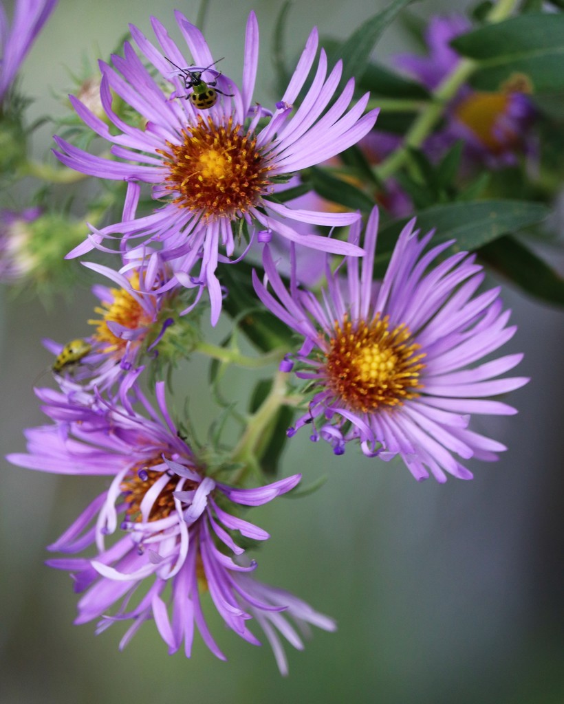October 4: Cucumber Beetles and Asters by daisymiller