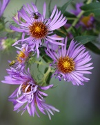 4th Oct 2020 - October 4: Cucumber Beetles and Asters