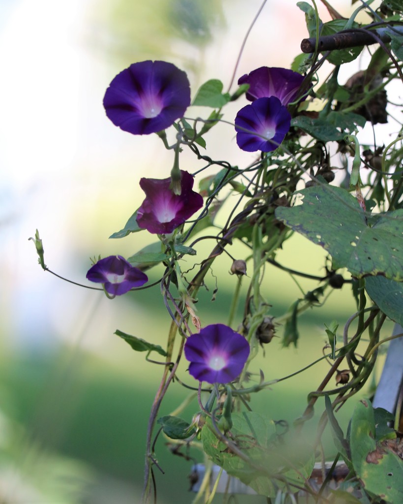 October 5: Morning Glories by daisymiller