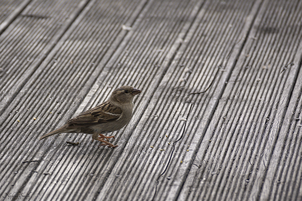 Sparrow by nickspicsnz