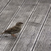 Sparrow by nickspicsnz