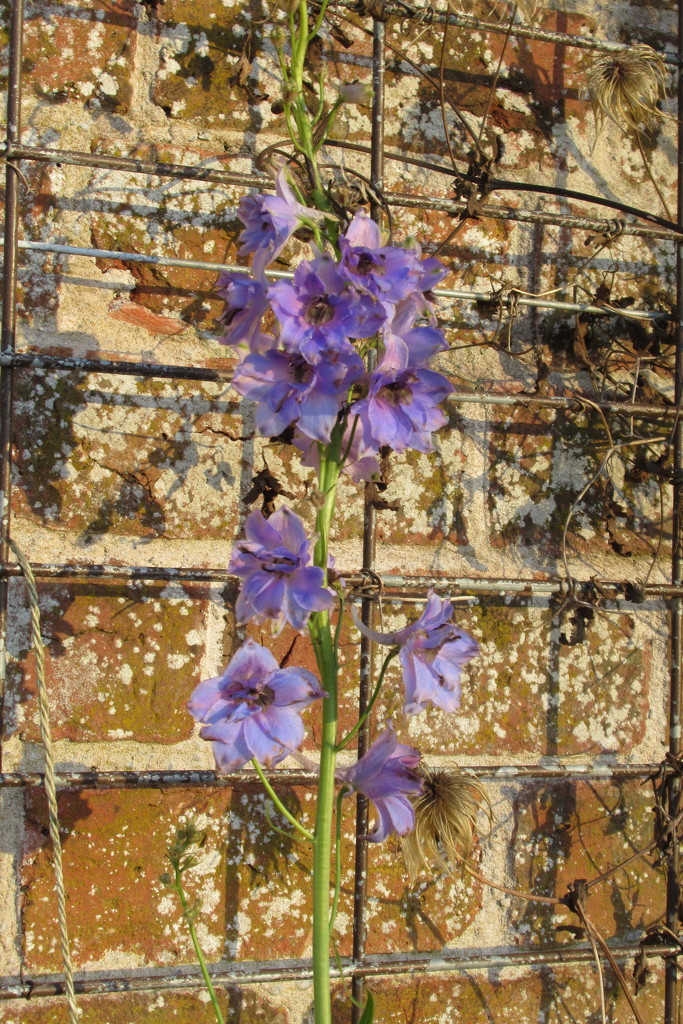 exceptionally late delphinium by anniesue