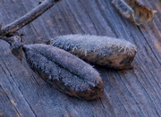 6th Dec 2020 - Frosted showy rattlebox seed pods...