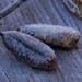 Frosted showy rattlebox seed pods... by marlboromaam
