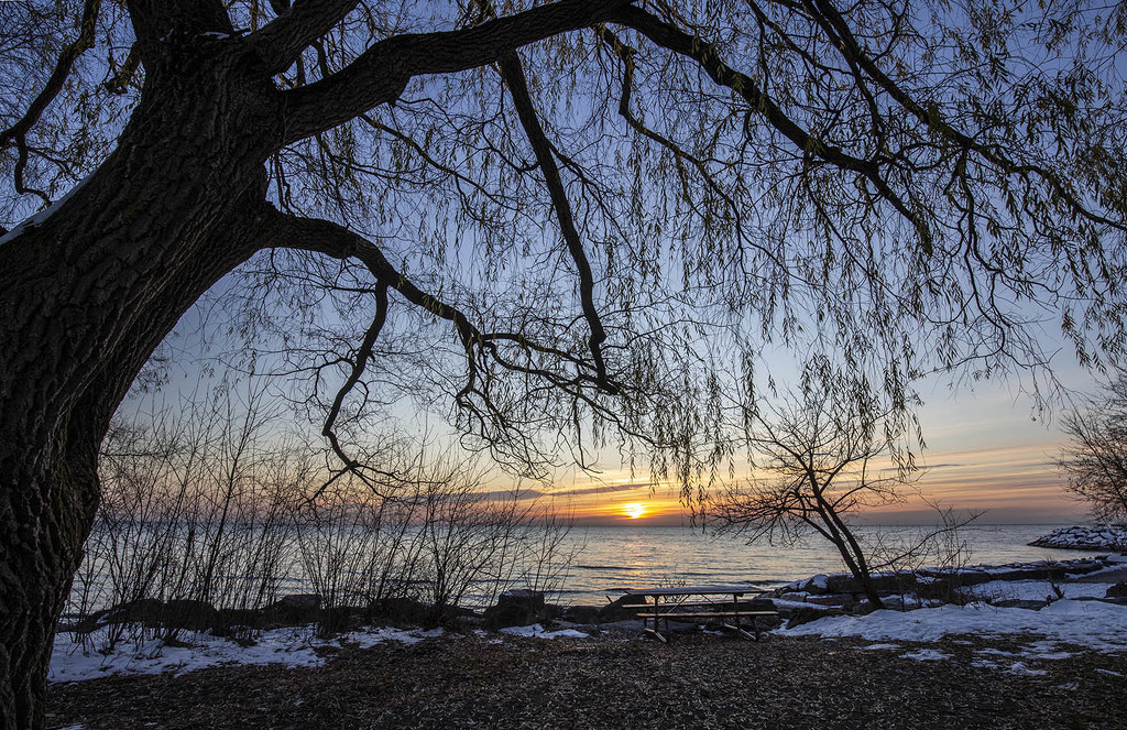 The Willow Winter Tree by pdulis