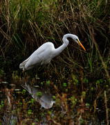 1st Dec 2020 - Snowy egret 