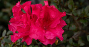 5th Dec 2020 - Can't Believe that the Azalea's are Still Blooming!