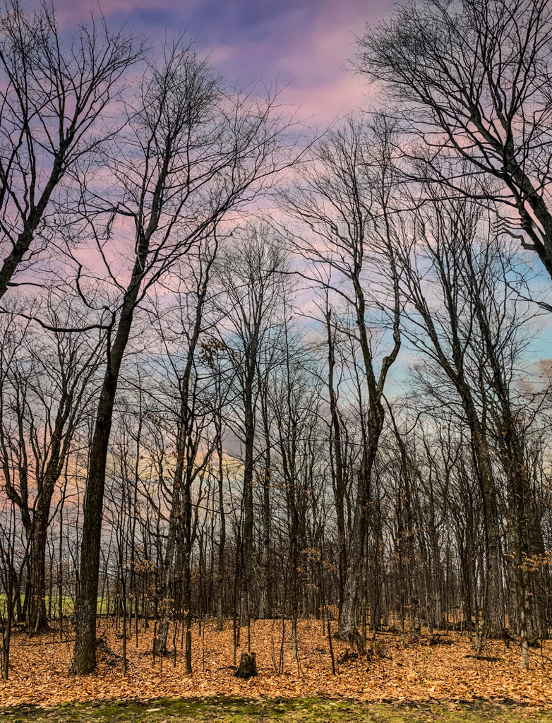 Leafless forest by sprphotos