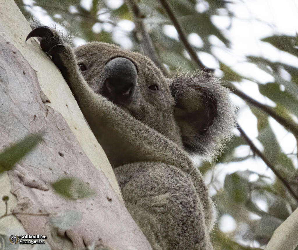 yeah yeah I see you too by koalagardens