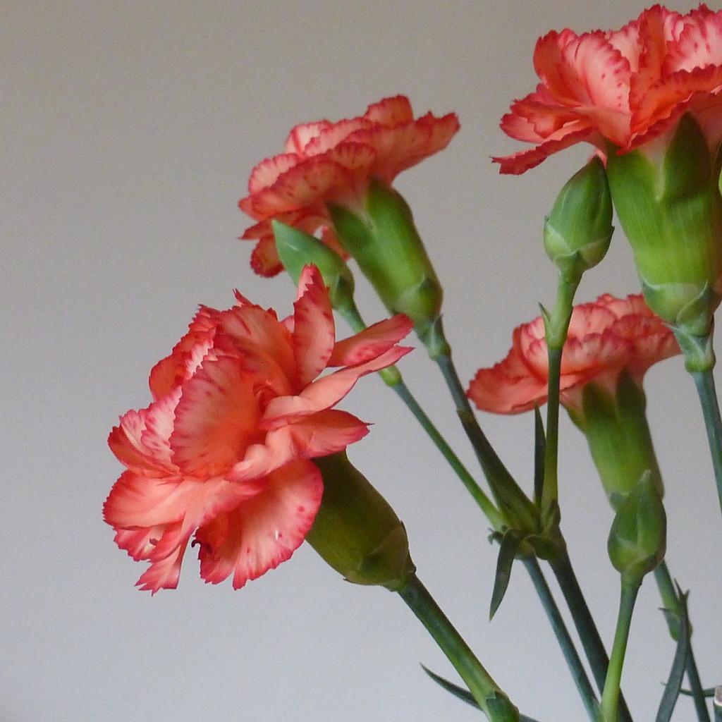 a few carnations by quietpurplehaze
