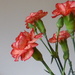 a few carnations by quietpurplehaze