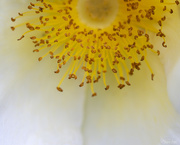 5th Dec 2020 - Anthers