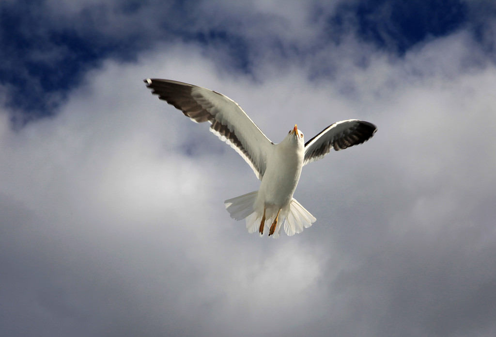 Soaring Seagull by gardencat