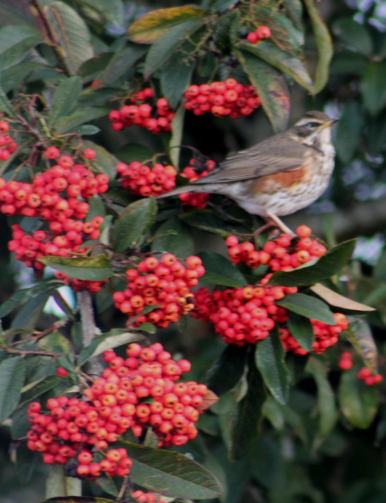 Redwing in our garden. by jennymdennis