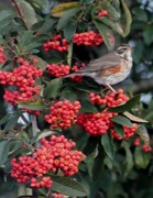 6th Dec 2020 - Redwing in our garden.